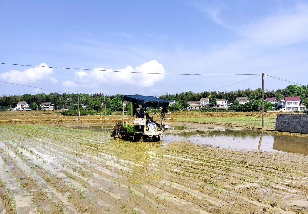 從普通農(nóng)戶(hù)到 “農(nóng)機(jī)帶頭人”，石洪利靠東風(fēng)井關(guān)插秧機(jī)改寫(xiě)生活?